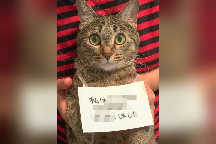 ああ罪深きニャンコ…(笑)このニャンコの犯した罪とは…!?