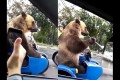【動画】サイドカーに乗ったクマが目撃される!ラッパも吹き始める