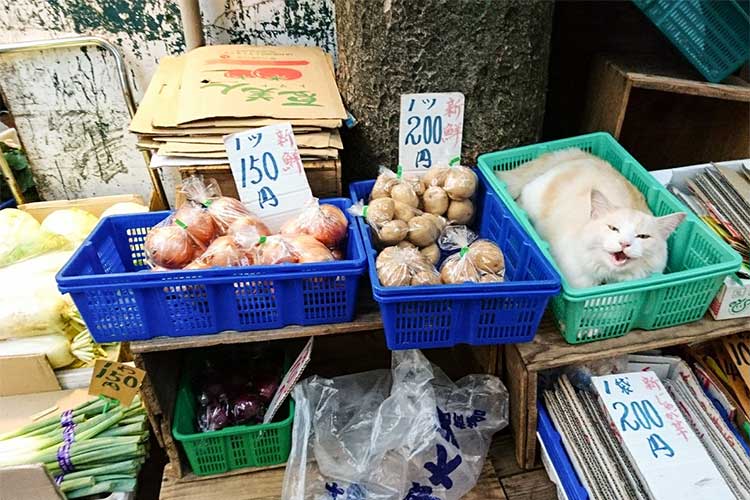 「いらっしゃいませ〜」玉ねぎ、じゃが芋…？八百屋に陳列されたニャンコが可愛いと話題に！