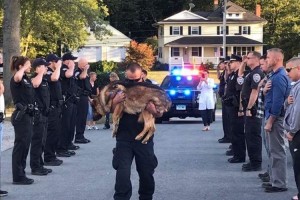 旅立った警察犬、警察官らが直立不動の敬礼で最期の別れ…敬意と悲しみがあふれる1枚の写真