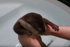 【動画】初めてのお風呂におびえるカワウソ→湯につかると…本能が目覚める！