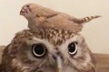 「ここはどこ?」フクロウの上に着地したキンカチョウ…それでも動じないフクロウが可愛いと話題に!