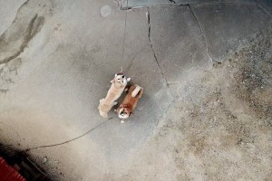 上空のドローンを見上げるワンコ…人間の子供のような無邪気な顔だった