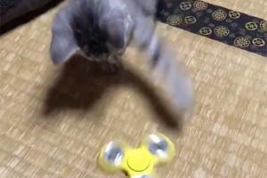 「こいつ…できるっ！プロ級だな」“ハンドスピにゃー”を操るニャンコが現る！