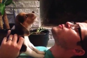「ワォーン！」を教える飼い主…真似をする子犬のビーグルが可愛らしい♪