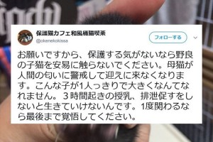 「保護する気がないなら野良の子猫を安易に触らないでください」…猫カフェからのメッセージに反響