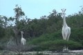 【動画】神々しい…“全身が白いキリンの親子”がケニアで発見されて話題に!