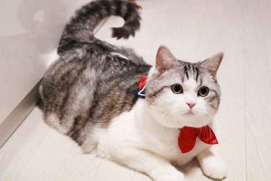 セーラー服風な首輪がとってもキュート！猫の首まわりが白い→セーラー服の雰囲気を醸し出す