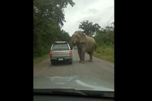 「エサいただきます」ゾウの凄まじいパワーを思い知らされる映像が話題に！
