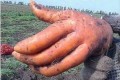 「握手してください」まるで人間の手のようなニンジンが発見されて話題に!