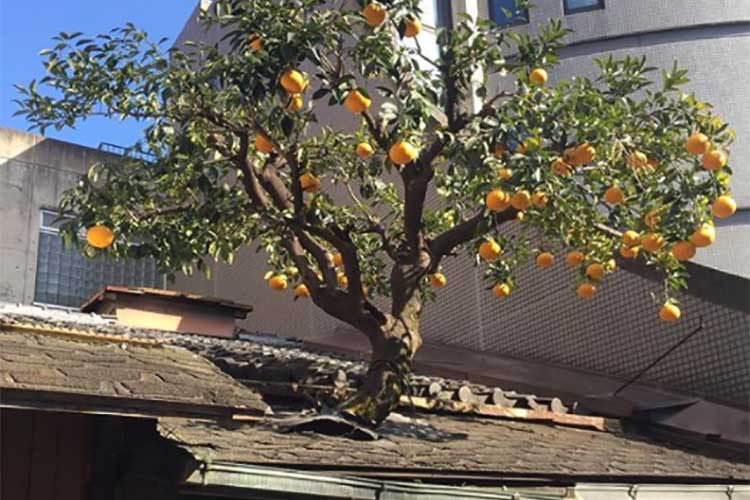 「小さな京都の建物」地元じゃなくても何故か懐かしいノスタルジックな写真の数々