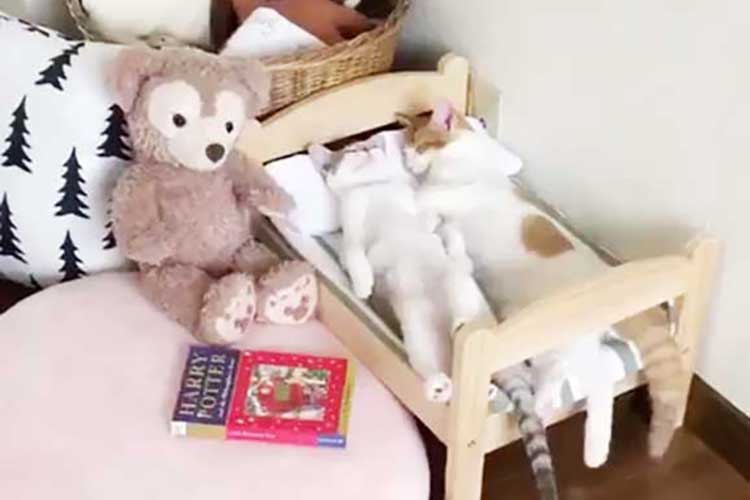 可愛すぎてキュンキュンしちゃう♡おとぎの国のようなベッドでニャンコが添い寝
