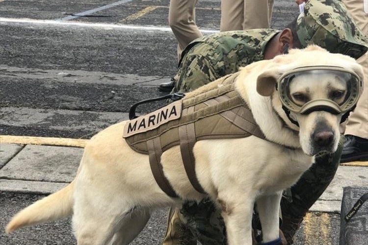 国民から愛されている救助犬フリーダ…メキシコ地震で52名もの命を救う活躍