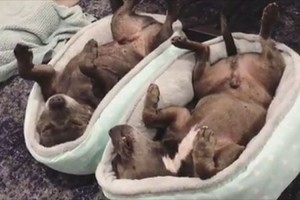 「足が宙に浮いているよ」サイズが合わないベッドで、ぎゅうぎゅう詰めで眠るワンコ