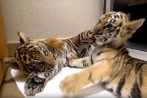 それぞれに悲しい境遇をもつ2匹のトラの赤ちゃん…対面後、すぐに打ち解ける