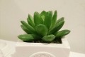 2年くらいお水をあげていたこの植物…まさかの事実にTwitter民ザワつく