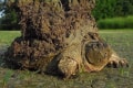 伝説のカメ現る!?大地を背負ったようなカッコ良すぎるカメが話題に