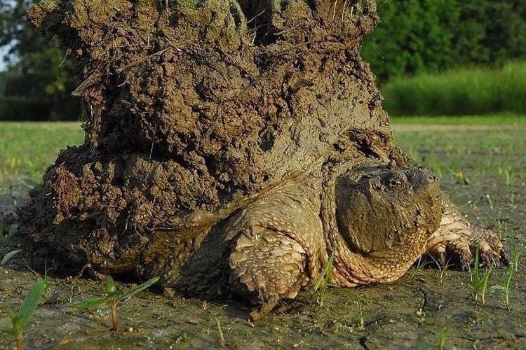 伝説のカメ現る！？大地を背負ったようなカッコ良すぎるカメが話題に