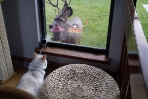 【不思議な力を持つ猫】まるでディズニー映画！？野生動物を引き寄せる不思議な猫ちゃん