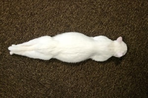 こんな寝相見たことない！寝姿がピーンと一直線になっているネコがかわいすぎる！