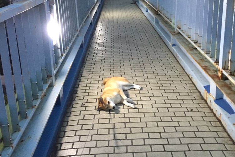 毎回散歩が終わることに絶望し、すぐに横になっちゃうワンちゃんがかわいい!