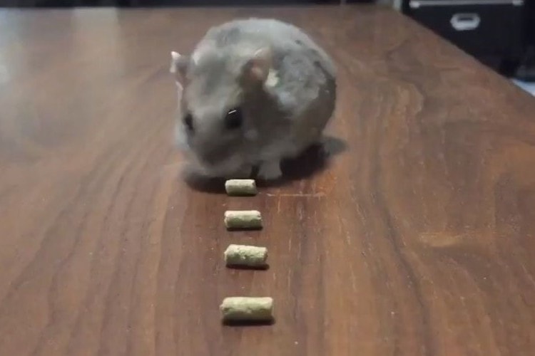 まさかのオチは必見！驚異の吸引力を誇るハムスターの動画にズッコケ必至！