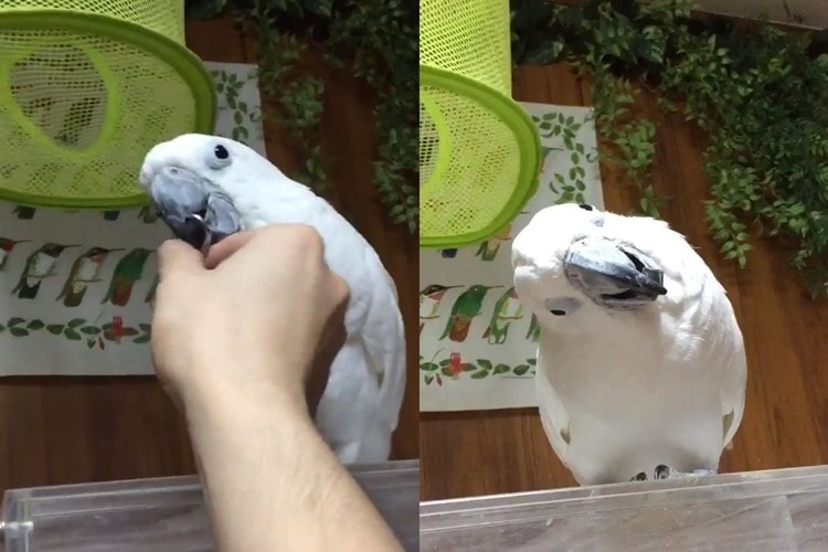 首を傾げるオウム、見てると釣られて自然と首を傾げちゃう動画がかわいすぎ！