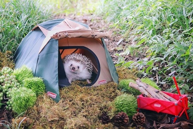 海外でも話題！キャンプするハリネズミの”あずき”がかわいすぎる！