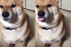 「小さくワン！」天才ワンコの可愛すぎる一芸がTwitterで話題に！