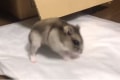 ツルツルするごみ袋の上で新たな遊びを発見したハムスターの動きがかわいすぎる!