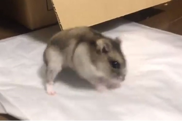 ツルツルするごみ袋の上で新たな遊びを発見したハムスターの動きがかわいすぎる！