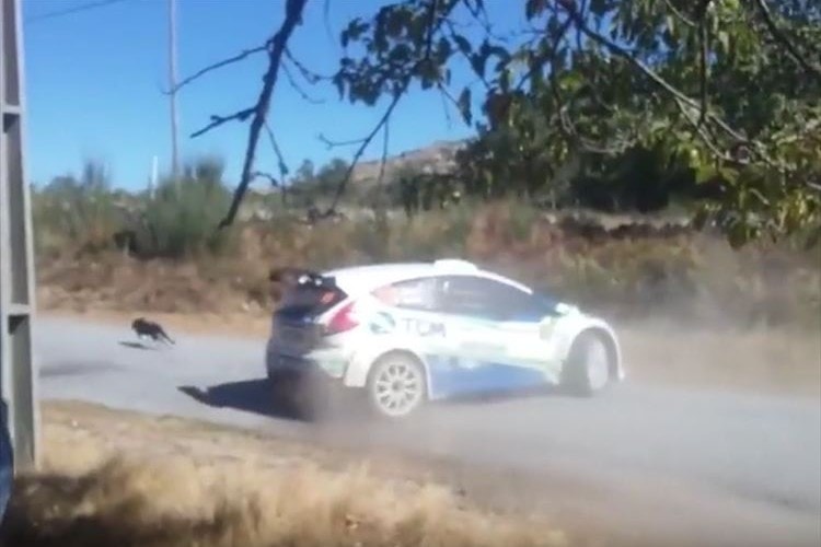 「小さな命が救えて良かった」優勝をあきらめて犬の命を救ったレーサーに称賛の声