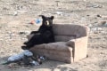 もしかして足組んでる!?捨てられたソファーでくつろぐ野生のクマが人間みたい