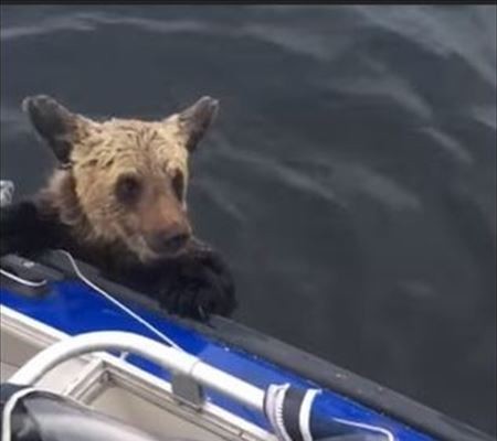 bear_02_450