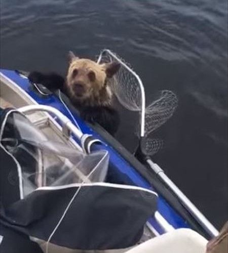 bear_04_450