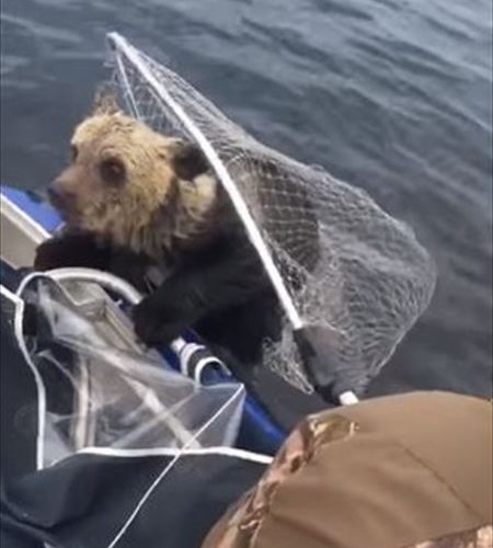 bear_05_450