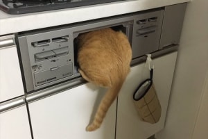 丸焼きになっちゃうよ～！グリルに入ってしまった猫ちゃんに"あるある"との声