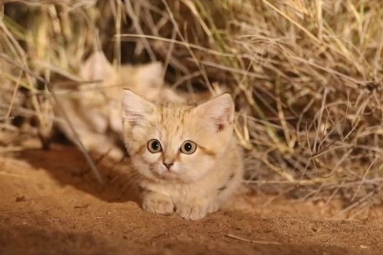 【世界初】絶滅危惧種のスナネコの赤ちゃんがモロッコのサハラ砂漠で発見される