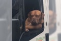 【動画】渋すぎでしょー!中に人が入っているとしか思えないようなワンコが目撃される