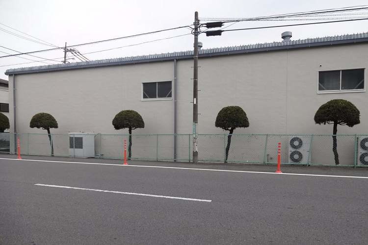 【悲報】こちらの写真に写っている4本の木、4年経ったらグレてしまいました…(笑)