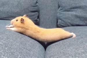 「のび超えてついに反りよった」ハムスターのうにちゃんに癒される人が続出中！