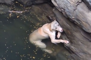 もうダメかと思った…井戸で溺れた瀕死の状態の犬が救助されるまで