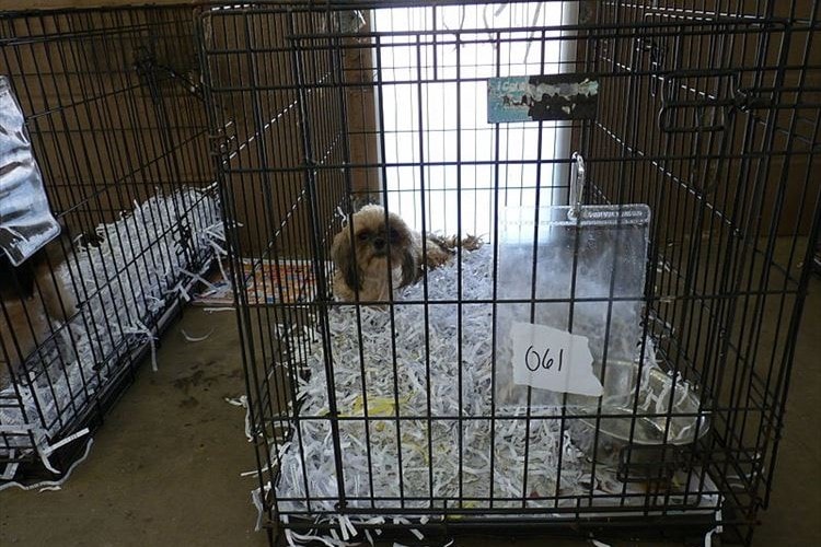 保護犬以外のペット販売を禁止に！悪質なブリーダー排除のための法案が成立