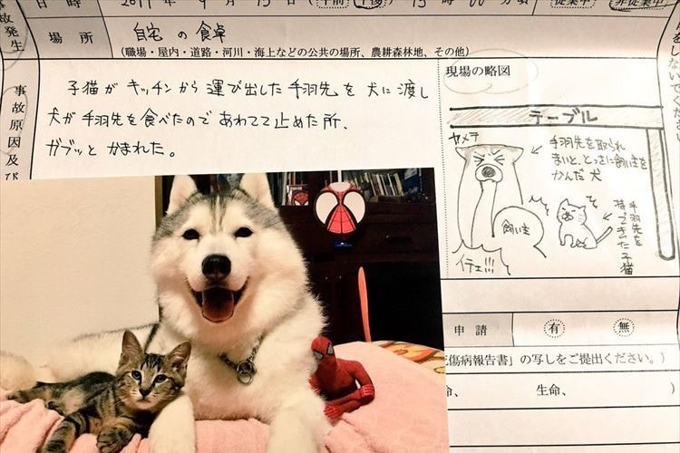 保険屋さんに提出した書類が「申し訳ないけれど…笑ってしまう」と話題に！