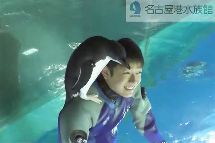 「掃除していると勝手に乗ってきます」”肩乗りペンギン”が可愛いと話題に！