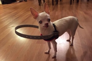 白内障で視力を失ってしまった愛犬のため、飼い主が作った補助具が素晴らしい