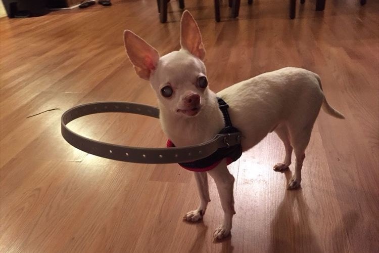 白内障で視力を失ってしまった愛犬のため、飼い主が作った補助具が素晴らしい