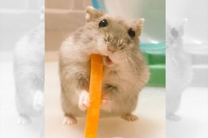 「気持ちでは食べてる？」よそ見して食べようとしてお口に入ってないハムスターが可愛い♪