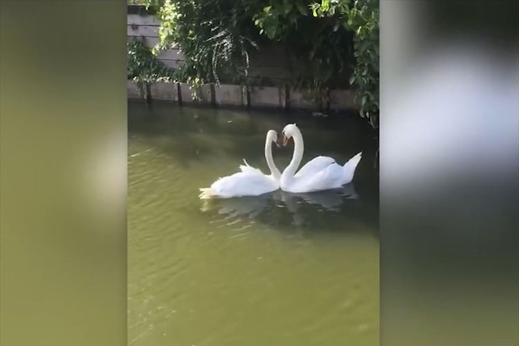 寄り添う姿がハートの形に♪ 病気から回復し3週間ぶりに再会した白鳥カップル