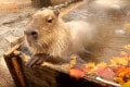 カピバラ×紅葉！癒しのコラボ「カピバラのもみじ温泉」が見ているだけで幸せな気分に♪